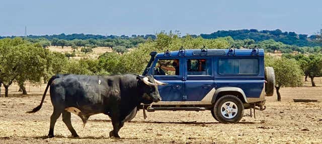 Tour del toro en 4x4 por los Llanos de Olivenza en Olivenza