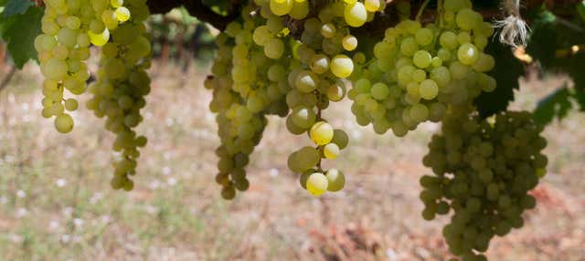 Tour del vino por el sur de Tenerife en Los Abrigos