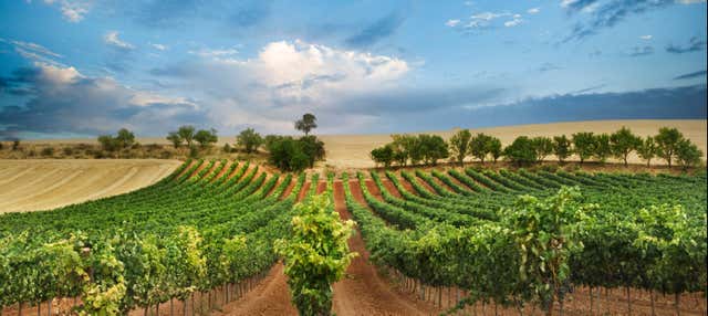 Tour del vino por el Valle del Tajo o por la Ribera del Duero en Madrid