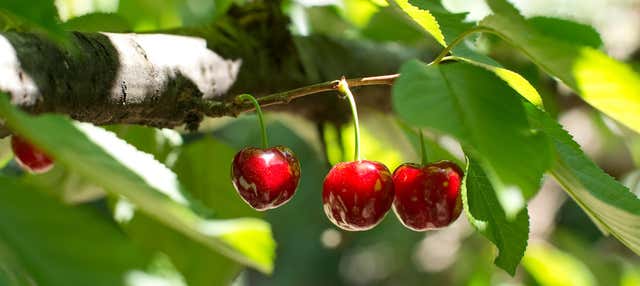 Tour en 4x4 por el Valle del Jerte + Recogida de cerezas en Jerte