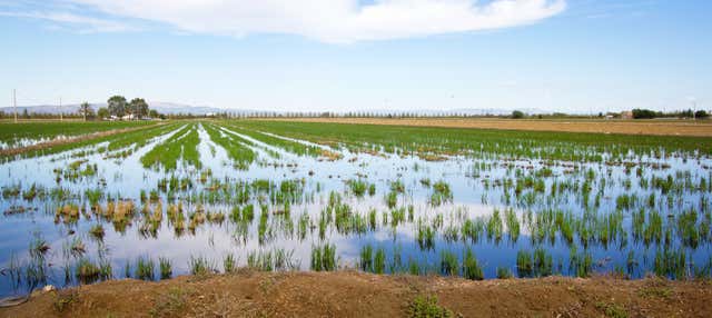 Tour en 4x4 y paseo en barco por el Delta del Ebro + Degustación de vino y mejillones en Deltebre