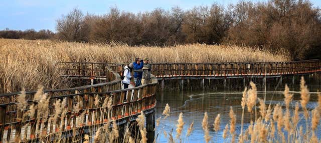 Tour panorámico y senderismo por las Tablas de Daimiel en Daimiel