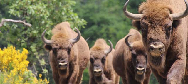 Tour por el Centro de Interpretación del Bisonte Europeo en San Cebrian De Muda