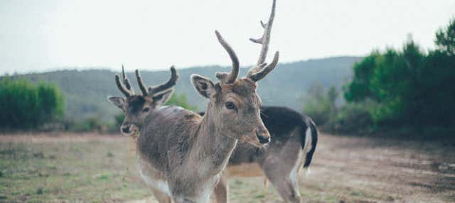 Tour por la Reserva Wild Forest en Aguilar De Segarra