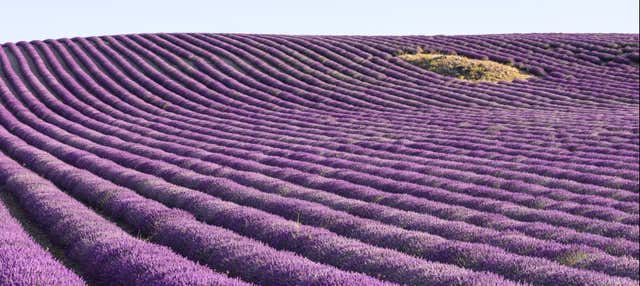 Tour por los campos de lavanda de Brihuega + Destilería en Brihuega