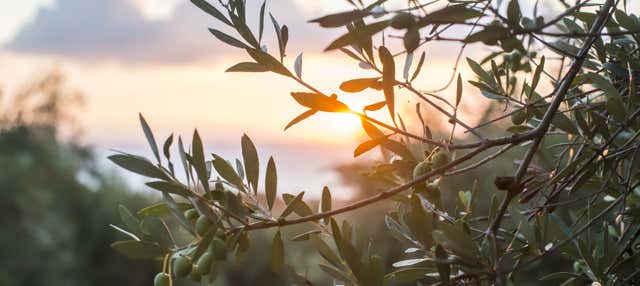 Tour por los olivares de Carrascalejo + Cata de aceites en Carrascalejo