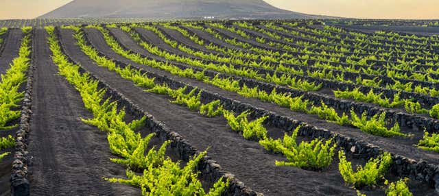 Tour por los viñedos del volcán Guardilama + Cata en las Bodegas Rubicón en Tias