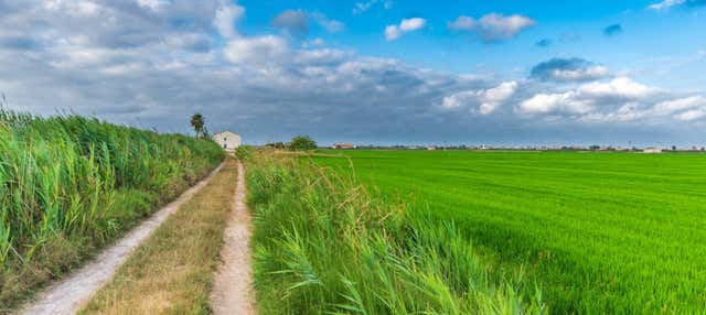 Tour por Valencia y la Albufera + Campos de arroz en Valencia