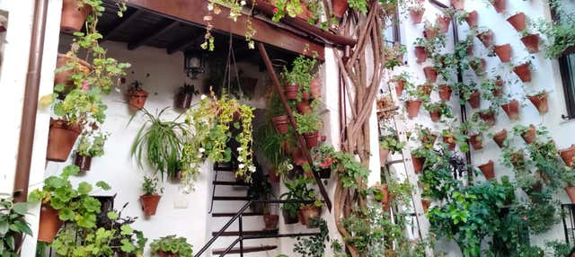 Tour privado por los Patios de Córdoba en Cordoba