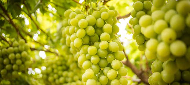 Visita a Bodegas Terras Gauda en El Rosal