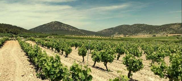 Visita a la bodega Balcona en Bullas