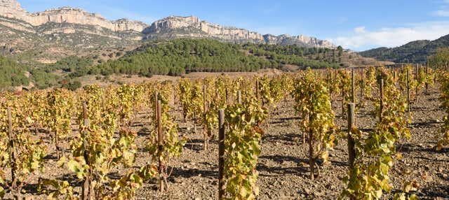 Visita a la bodega Celler Cal Menescal en Bot