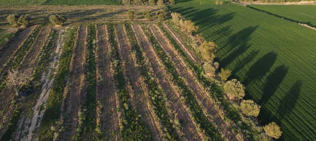 Visita a la bodega Celler Lagravera en Alfarras