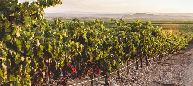 Visita a la bodega Heras Cordón en Fuenmayor