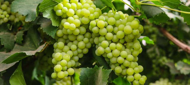 Visita a la bodega Javier Sanz en La Seca
