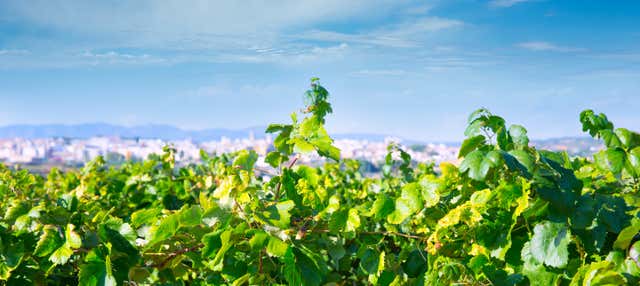 Visita a la bodega La Casa de las Vides en Agullent