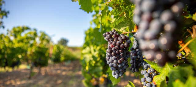 Visita a la bodega Martín Berdugo en Aranda De Duero