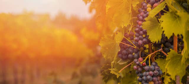 Visita a la bodega Menade en Rueda
