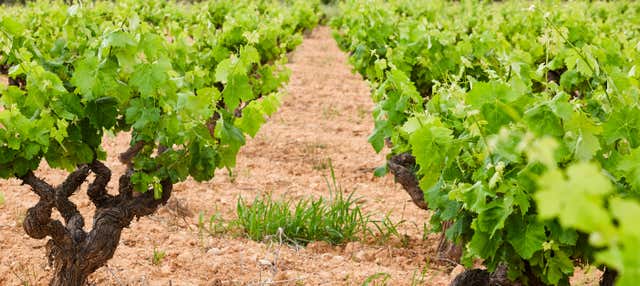 Visita a la bodega Pago de Tharsys en Requena
