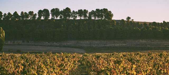 Visita a la Bodega Tovar en Trigueros Valle
