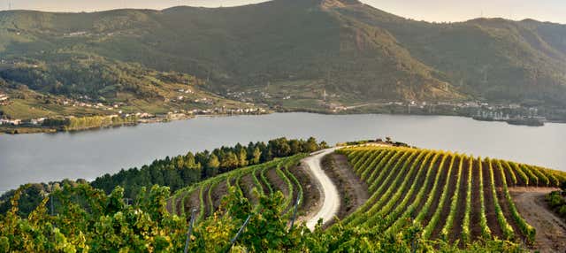 Visita a la bodega Viña Costeira en Ribadavia
