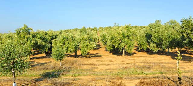 Visita a la finca Herriza de La Lobilla + Cata de aceites en Osuna