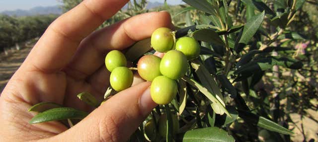 Visita a la finca Oleo Almanzora con degustación de aceite en Pulpi