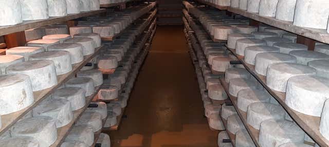 Visita a la quesería Campoveja + Taller de queso en Valladolid