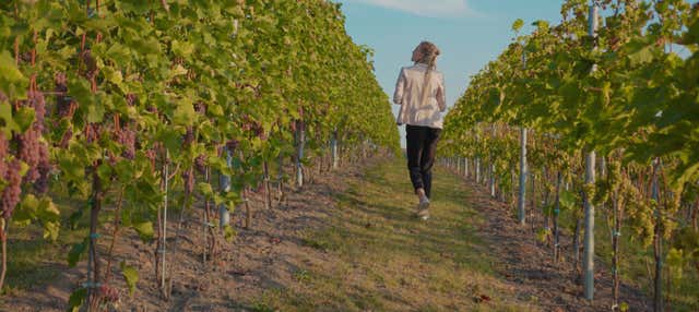 Visita a las bodegas Buezo en Mahamud