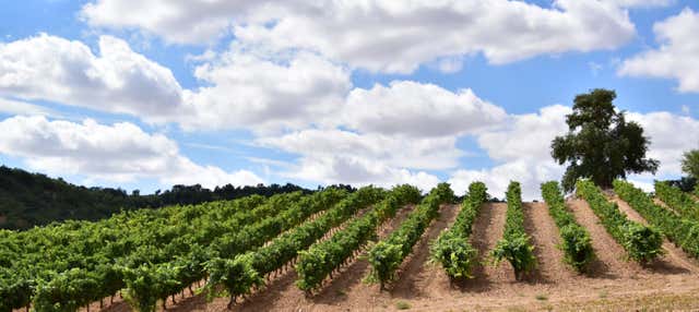 Visita a las bodegas Concejo en Valoria La Buena