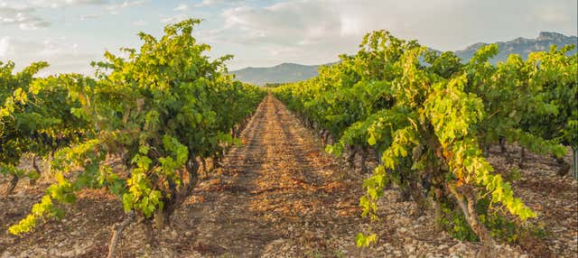 Visita a las bodegas Dominio Lubiano en Penafiel