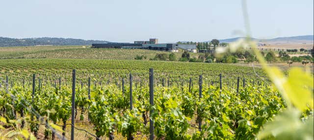 Visita a las bodegas Habla en Trujillo
