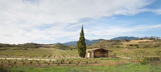 Visita a las bodegas Izadi en Villabuena De Alava