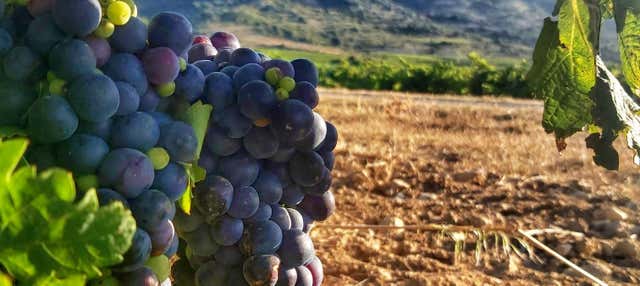 Visita a las bodegas J.F. Iradier en Samaniego