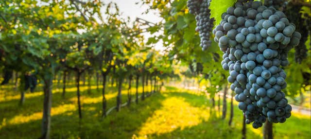 Visita a las bodegas Las Encomiendas en Villafranca De Los Barros