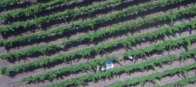 Visita a las bodegas Pérez Hidalgo en Alora