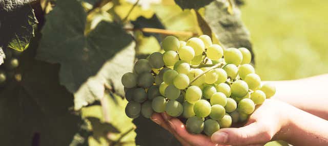 Visita a las bodegas Teneguía en Fuencaliente De La Palma