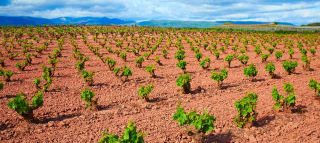 Visita a las bodegas Viña Ijalba en Logrono