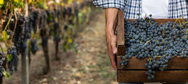 Visita a las bodegas Vionta en Cambados