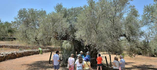 Visita a los olivos milenarios del Arión + Cata de aceite en Ulldecona