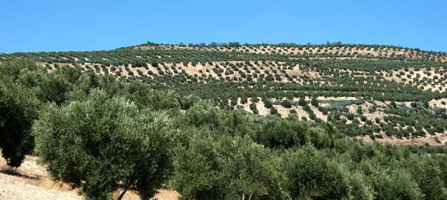 Visita a un olivar ecológico + Cata de aceite en Baeza