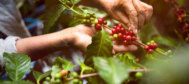 Visita a una finca de café y frutas tropicales en La Herradura