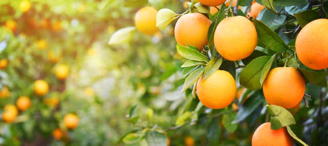 Visita a una finca de naranjos de Carcagente en Carcagente