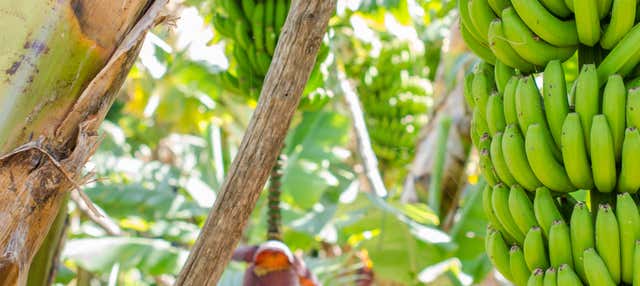 Visita a una finca de plátanos de La Orotava en La Orotava