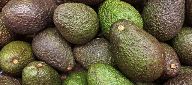 Visita a una plantación de aguacates en Frigiliana