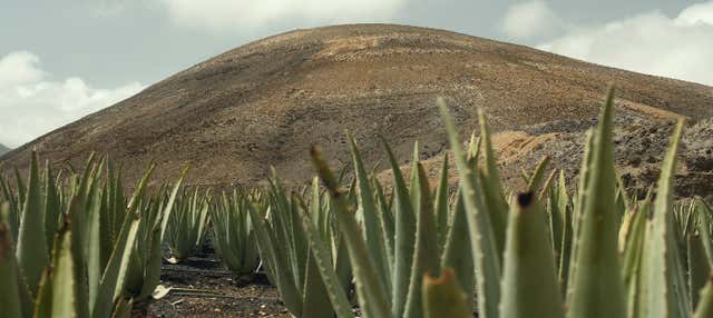 Visita a una plantación de aloe vera, olivos y permacultura en Antigua