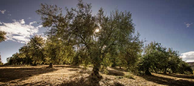 Visita al museo del Olivar en Baena