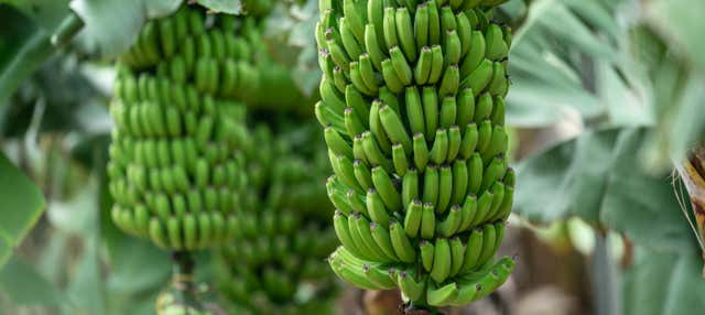 Visita guiada por el Mundo del Plátano en Arucas