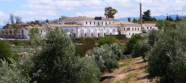 Visita guiada por el Museo del Olivo + Cata de aceites en Baeza