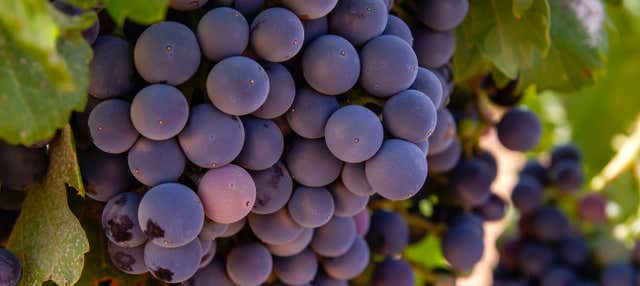Visita guiada por el Museo Torre del Vino en Socuellamos
